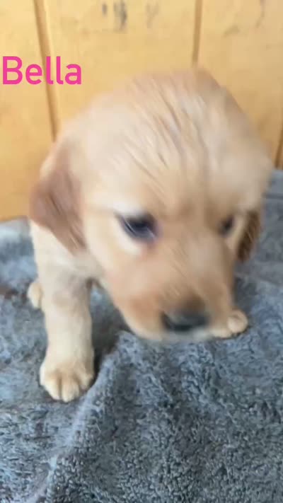 Bella, a female Golden Retriever for sale in Lodi, CA – 4 of 4