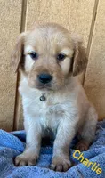Charlie , a male Golden Retriever for sale in Lodi, CA – 2 of 4