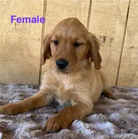 Kira , a female Golden Retriever for sale in Lodi, CA – 4 of 4