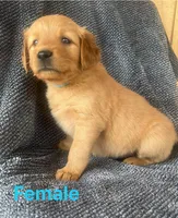Nala , a female Golden Retriever for sale in Lodi, CA – 2 of 2