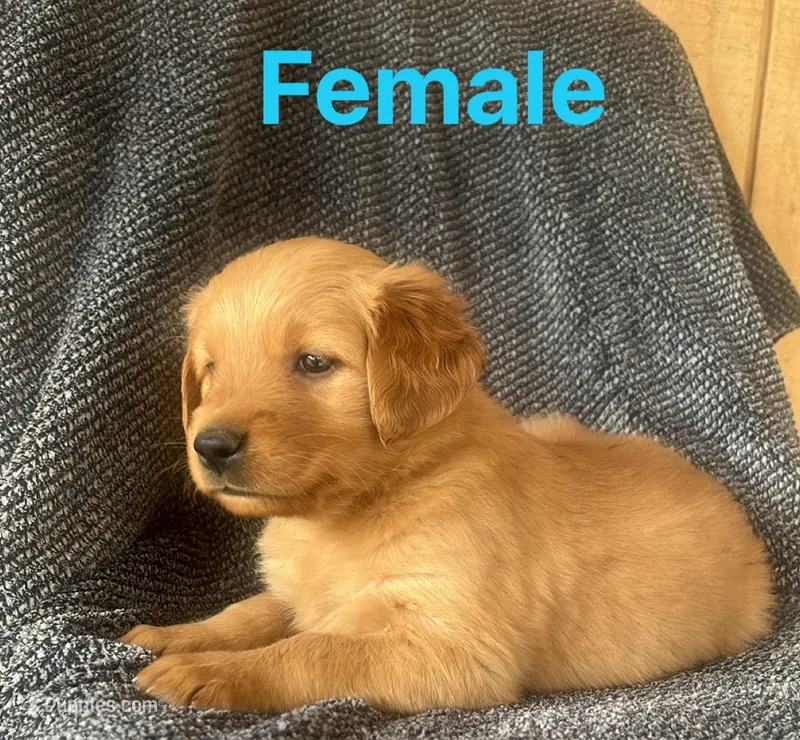 Nala  – Golden Retriever puppy for sale in Lodi, CA