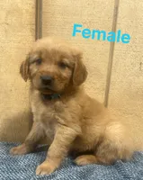Lola , a female Golden Retriever for sale in Lodi, CA – Photo 2 of 2