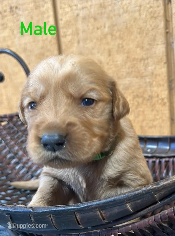 Max – Golden Retriever puppy for sale in Lodi, CA