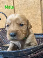 Max, a male Golden Retriever for sale in Lodi, CA – 1 of 2