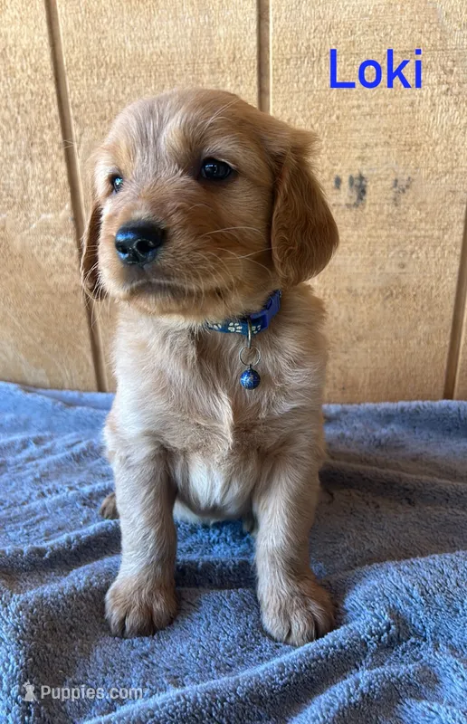 Loki – Golden Retriever puppy for sale in Lodi, CA