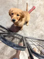 Keyla, a female Golden Retriever for sale in Lodi, CA – 3 of 6