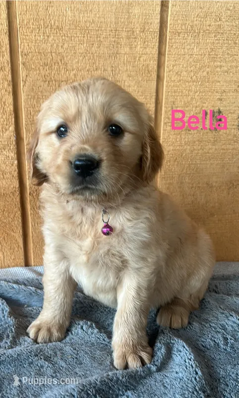 Bella – Golden Retriever puppy for sale in Lodi, CA