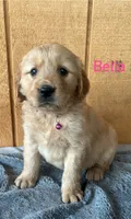 Bella, a female Golden Retriever for sale in Lodi, CA – 1 of 4