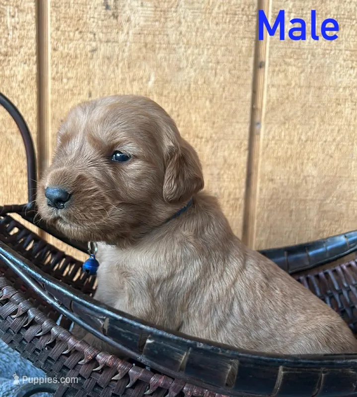 Loki – Golden Retriever puppy for sale in Lodi, CA