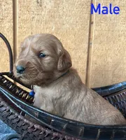 Loki, a male Golden Retriever for sale in Lodi, CA – 1 of 2