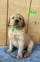 Max, a male Golden Retriever for sale in Lodi, CA – 3 of 4