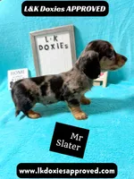 Mr Slater 785-821-1920 LH, a male Miniature Dachshund for sale in Arapahoe, CO – 2 of 10