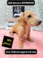 Mr Jinko SH , a male Miniature Dachshund for sale in Arapahoe, CO – 3 of 10