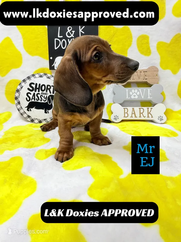 Mr Ej NO MEREL GENE SH – Miniature Dachshund puppy for sale in Arapahoe, CO
