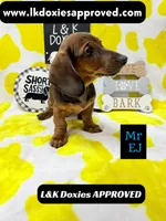 Mr Ej NO MEREL GENE SH, a male Miniature Dachshund for sale in Arapahoe, CO – 1 of 10