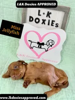 Miss Jellyfish 785-821-1920, a female Miniature Dachshund for sale in Arapahoe, CO – 9 of 9
