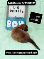 Mr Jimbo 785-821-1920 LH , a male Miniature Dachshund for sale in Arapahoe, CO – 2 of 10