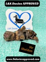 Mr Sheldon 785-821-1920, a male Miniature Dachshund for sale in Arapahoe, CO – 2 of 9