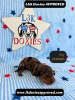 Mr Jenson, a male Miniature Dachshund for sale in Arapahoe, CO – 9 of 10