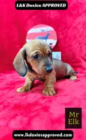 Mr Elk NON DAPPLE GUY, a male Miniature Dachshund for sale in Arapahoe, CO – 3 of 10