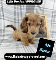 Mr Spes 785-821-1920, a male Miniature Dachshund for sale in Arapahoe, CO – 2 of 9