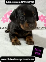 Miss Pita call 785-821-1920, a female Miniature Dachshund for sale in Arapahoe, CO – 1 of 10