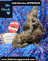 Mr FLECK NO DAPPLE 💙, a male Miniature Dachshund for sale in Arapahoe, CO – 10 of 10