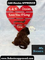 Mr Soomer LH 785-821-1920, a male Miniature Dachshund for sale in Arapahoe, CO – 2 of 10