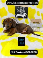 Mr Ej NO MEREL GENE SH, a male Miniature Dachshund for sale in Arapahoe, CO – 5 of 10