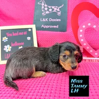 Miss Tanny LH 🩷, a female Miniature Dachshund for sale in Arapahoe, CO – Photo 8 of 10