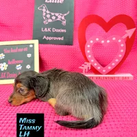 Miss Tanny LH 🩷, a female Miniature Dachshund for sale in Arapahoe, CO – Photo 2 of 10