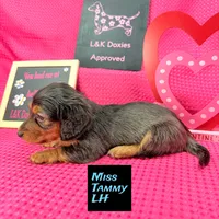 Miss Tanny LH 🩷, a female Miniature Dachshund for sale in Arapahoe, CO – Photo 6 of 10