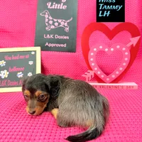 Miss Tanny LH 🩷, a female Miniature Dachshund for sale in Arapahoe, CO – Photo 5 of 10