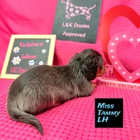 Miss Tanny LH 🩷, a female Miniature Dachshund for sale in Arapahoe, CO – Photo 4 of 10