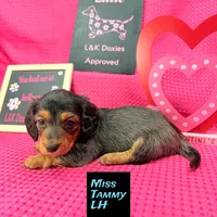 Miss Tanny LH 🩷, a female Miniature Dachshund for sale in Arapahoe, CO – Photo 1 of 10