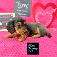 Miss Tanny LH 🩷, a female Miniature Dachshund for sale in Arapahoe, CO – Photo 7 of 10