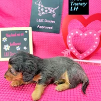 Miss Tanny LH 🩷, a female Miniature Dachshund for sale in Arapahoe, CO – Photo 9 of 10