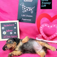Miss Tanny LH 🩷, a female Miniature Dachshund for sale in Arapahoe, CO – Photo 10 of 10