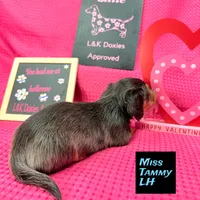 Miss Tanny LH 🩷, a female Miniature Dachshund for sale in Arapahoe, CO – Photo 3 of 10