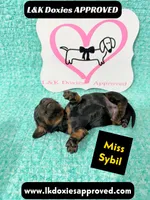 Miss Sybil 785-821-1920, a female Miniature Dachshund for sale in Arapahoe, CO – 6 of 10