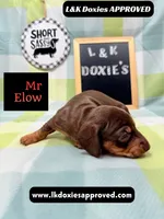 Mr Elon No Merle Genes SH, a male Miniature Dachshund for sale in Arapahoe, CO – 7 of 10