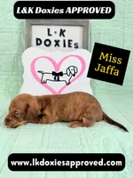 Miss Jaffa 785-821-1920 SH, a female Miniature Dachshund for sale in Arapahoe, CO – 5 of 10