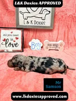 Mr Samson, a male Miniature Dachshund for sale in Arapahoe, CO – 3 of 10