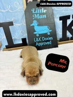 Mr Popcorn, a male Miniature Dachshund for sale in Arapahoe, CO – Photo 3 of 10