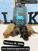 Mr Popcorn, a male Miniature Dachshund for sale in Arapahoe, CO – Photo 7 of 10