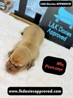 Mr Popcorn, a male Miniature Dachshund for sale in Arapahoe, CO – Photo 1 of 10
