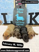 Mr Popcorn, a male Miniature Dachshund for sale in Arapahoe, CO – Photo 6 of 10