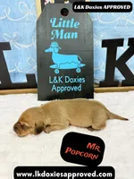 Mr Popcorn, a male Miniature Dachshund for sale in Arapahoe, CO – Photo 8 of 10