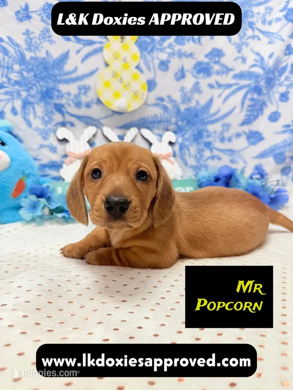Mr Popcorn – Miniature Dachshund puppy for sale in Arapahoe, CO
