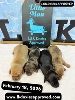 Mr Popcorn, a male Miniature Dachshund for sale in Arapahoe, CO – Photo 10 of 10